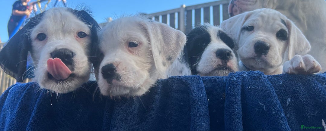Mixed Breed dogs for sale: long haired Boxapoints - Image 3