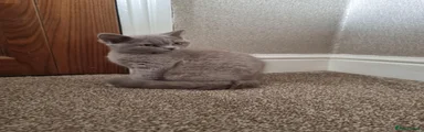British Shorthair 1