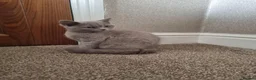 British Shorthair cats for sale: Pure British Shorthair Kitten - Advert 3