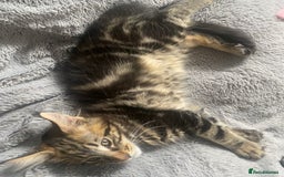 Maine Coon cats for sale: Last beautiful boy Mainecoons health checked - Image 2