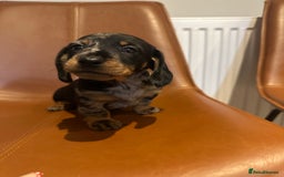 Dachshund dogs for sale: Chunky Standard Homebred Dachshunds - Image 10