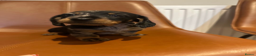 Dachshund Puppy 4