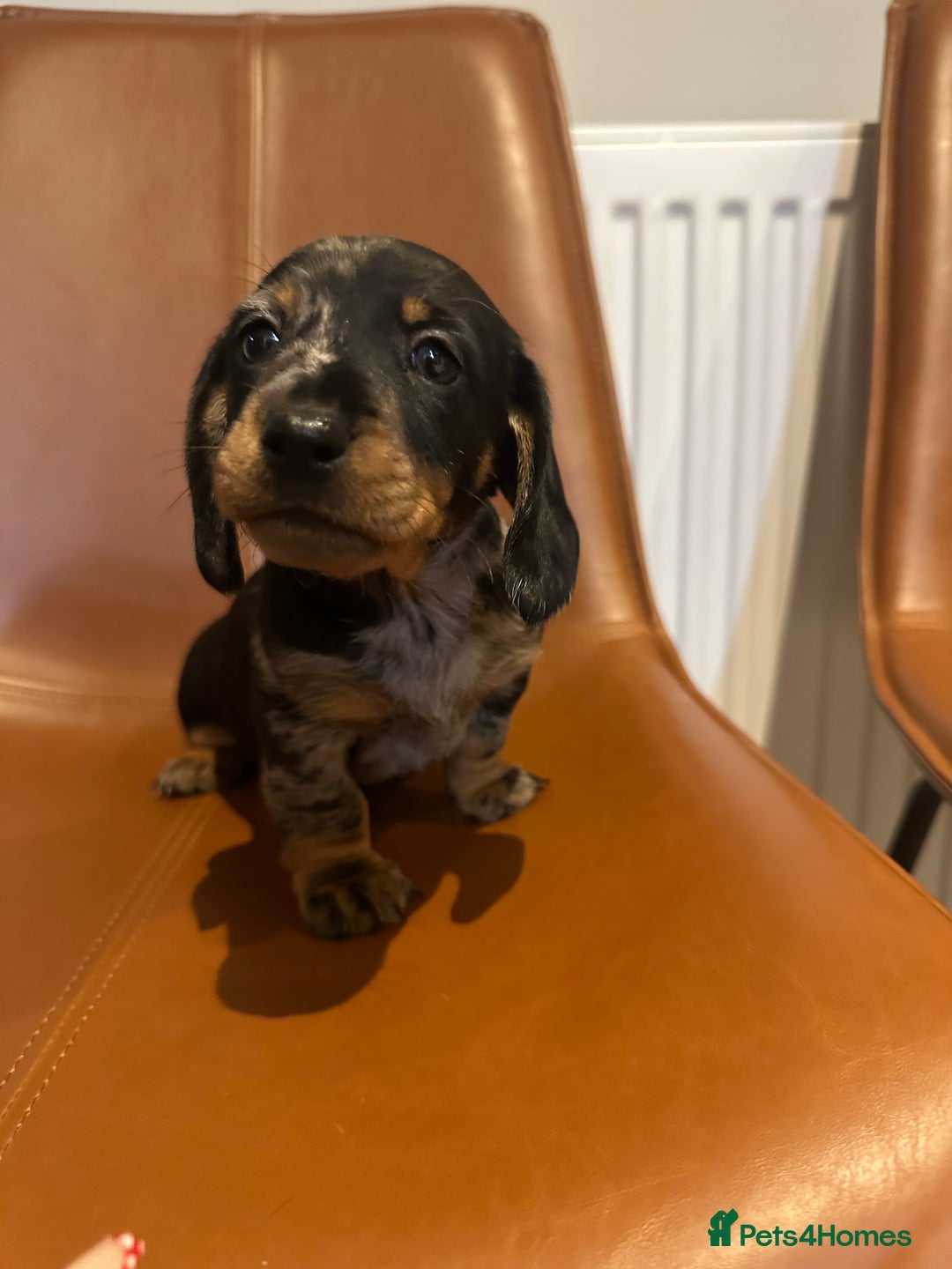 Dachshund dogs for sale: Chunky Standard Homebred Dachshunds - Image 10