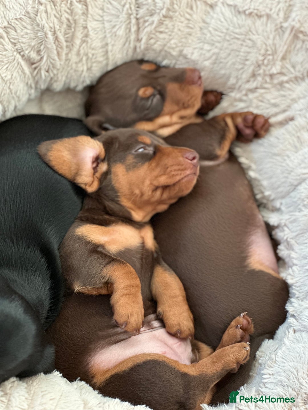 Miniature Dachshund dogs for sale: Two beautiful, sweet natured little boy puppies  - Image 9