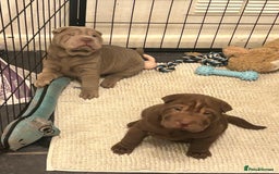 Shar Pei dogs for sale: Beautiful Shar Pei puppies  - Image 9