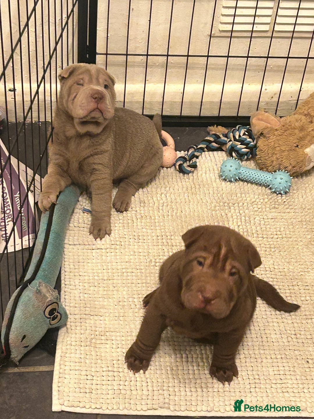 Shar Pei dogs for sale: Beautiful Shar Pei puppies  - Image 9