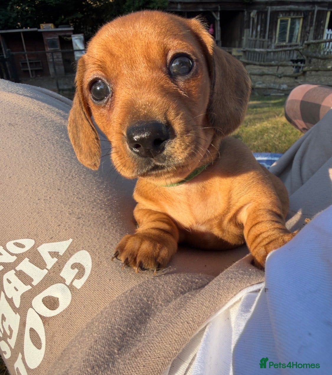 Dachshund dogs 🐾 5 Beautiful Miniature Dachshund Girls  - Advert 1