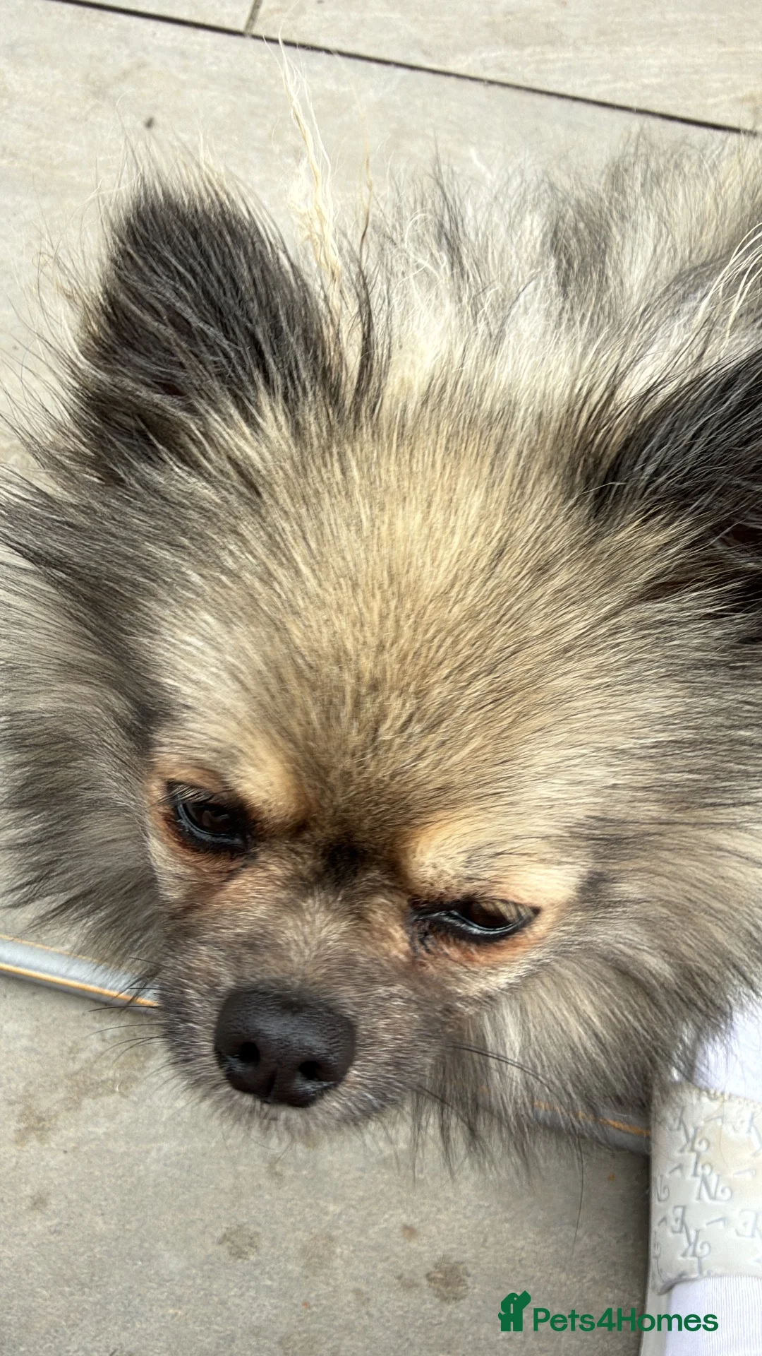 Pomeranian dogs for sale: Pomeranian MALE - ROCCO in Guildford - Advert 5