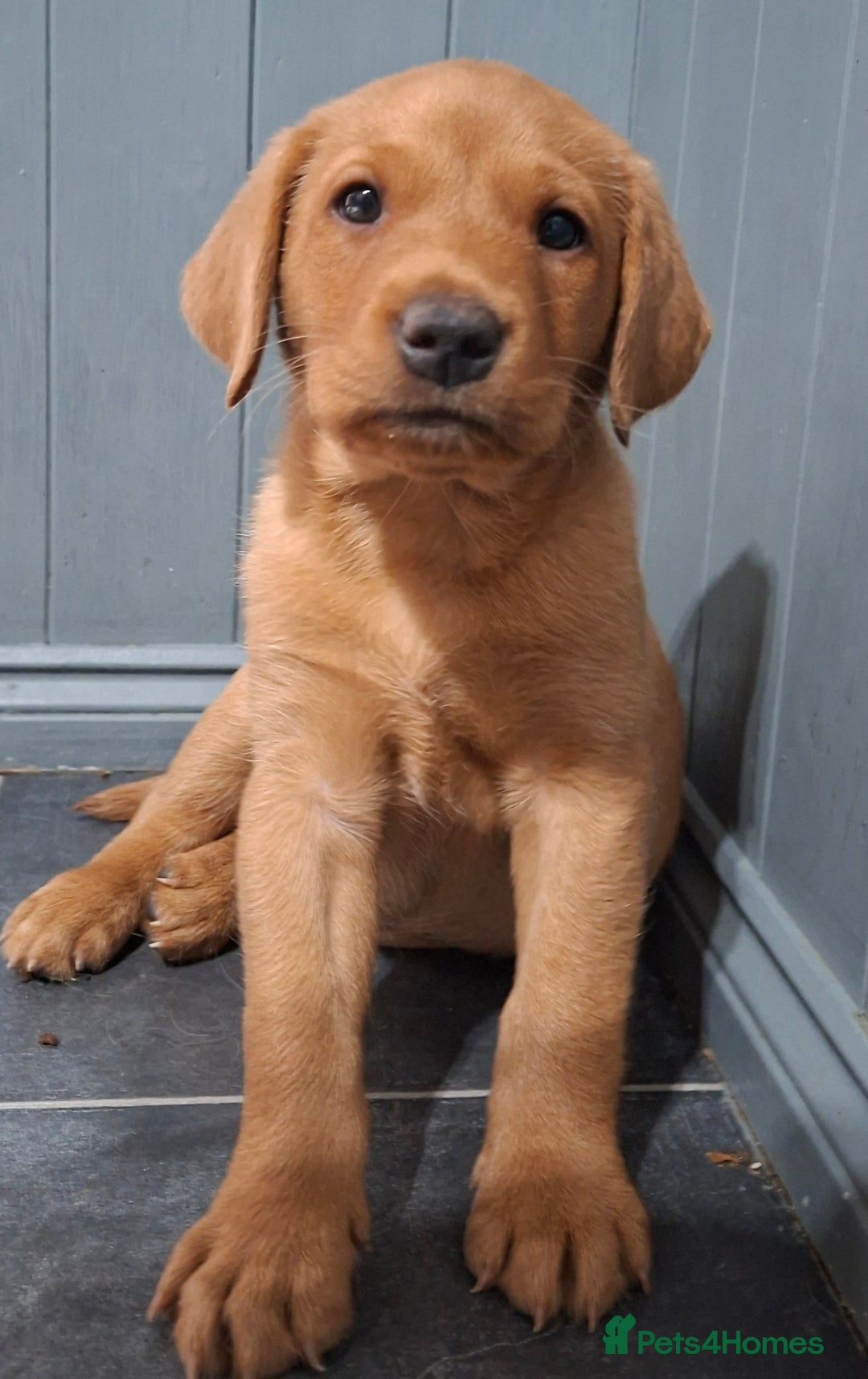 Labrador Retriever dogs for sale: KC registered Fox Red labrador puppies for sale - Image 9