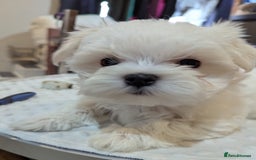 Maltese dogs for sale: Gorgeous KC pedigree Maltese puppy boy - Image 12