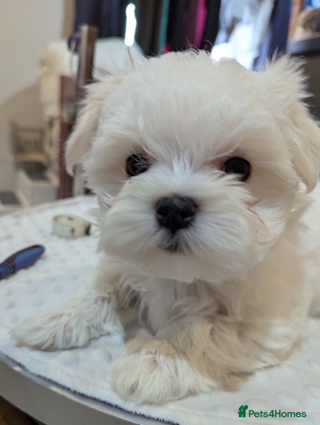 Maltese dogs for sale: Gorgeous KC pedigree Maltese puppy boy - Image 12