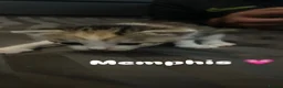 Mixed Breed cats for sale: Beautiful kittens  - Advert 4