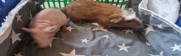 Guinea Pig rodents for sale: 2 x male Guinea Pigs  - Advert 2