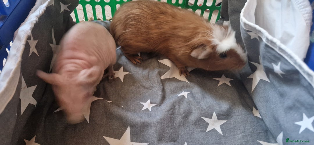 Guinea Pig rodents for sale: 2 x male Guinea Pigs  - Advert 2