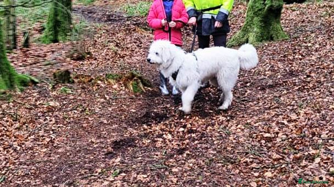 Mixed Breed dogs for adoption: 🖤MEET JOJO🖤 a Superb big Girl for a Loving Home - Advert 28