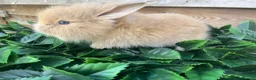 Mini Lion Lop rabbits for sale: Gorgeous Mini lion lops  - Advert 9