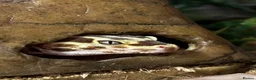 Leopard Gecko reptiles for sale: Baby Leopard Geckos - Advert 4