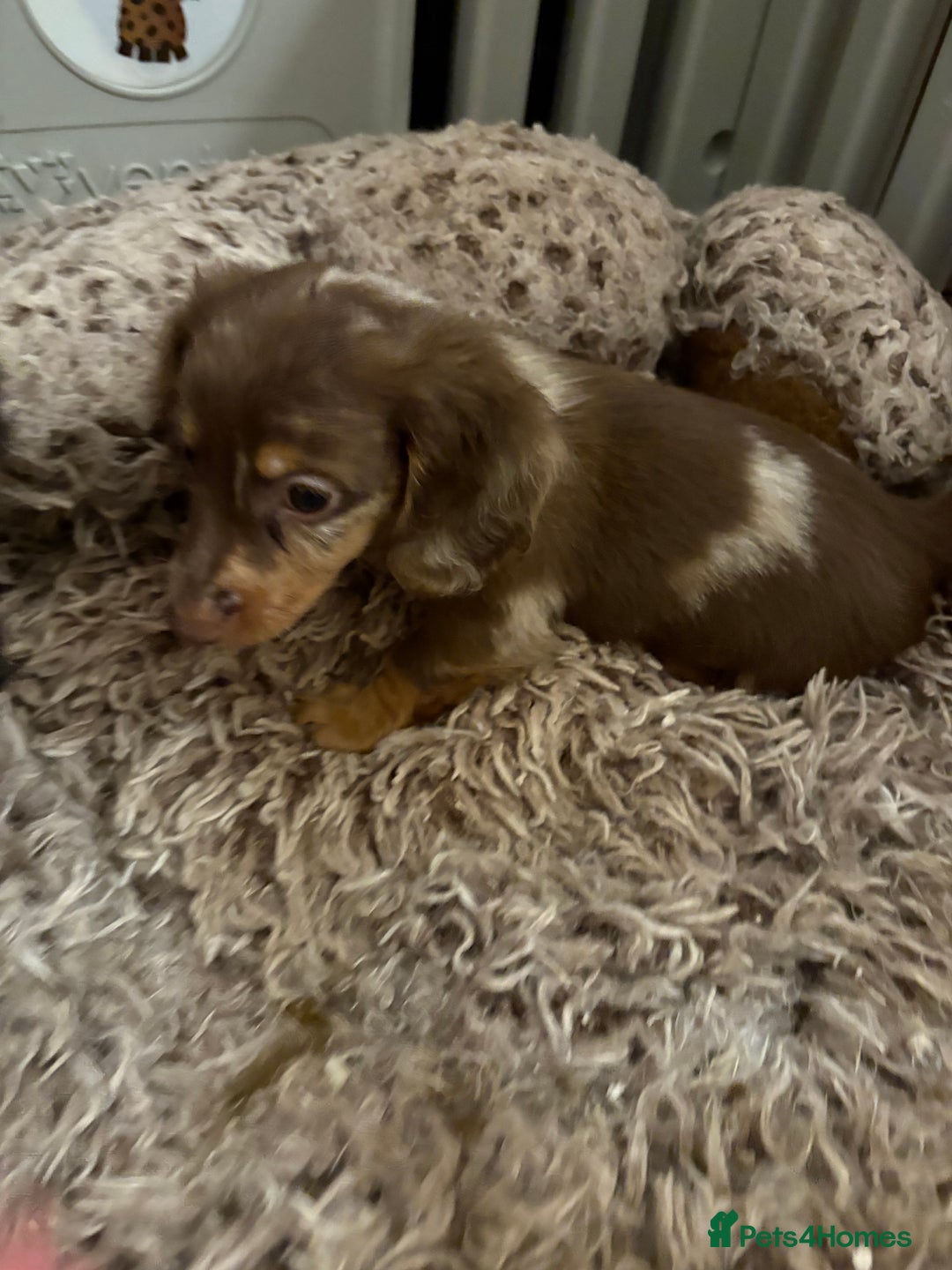 Miniature Dachshund dogs for sale: Beautiful Miniatire Dachshunds  - Advert 8