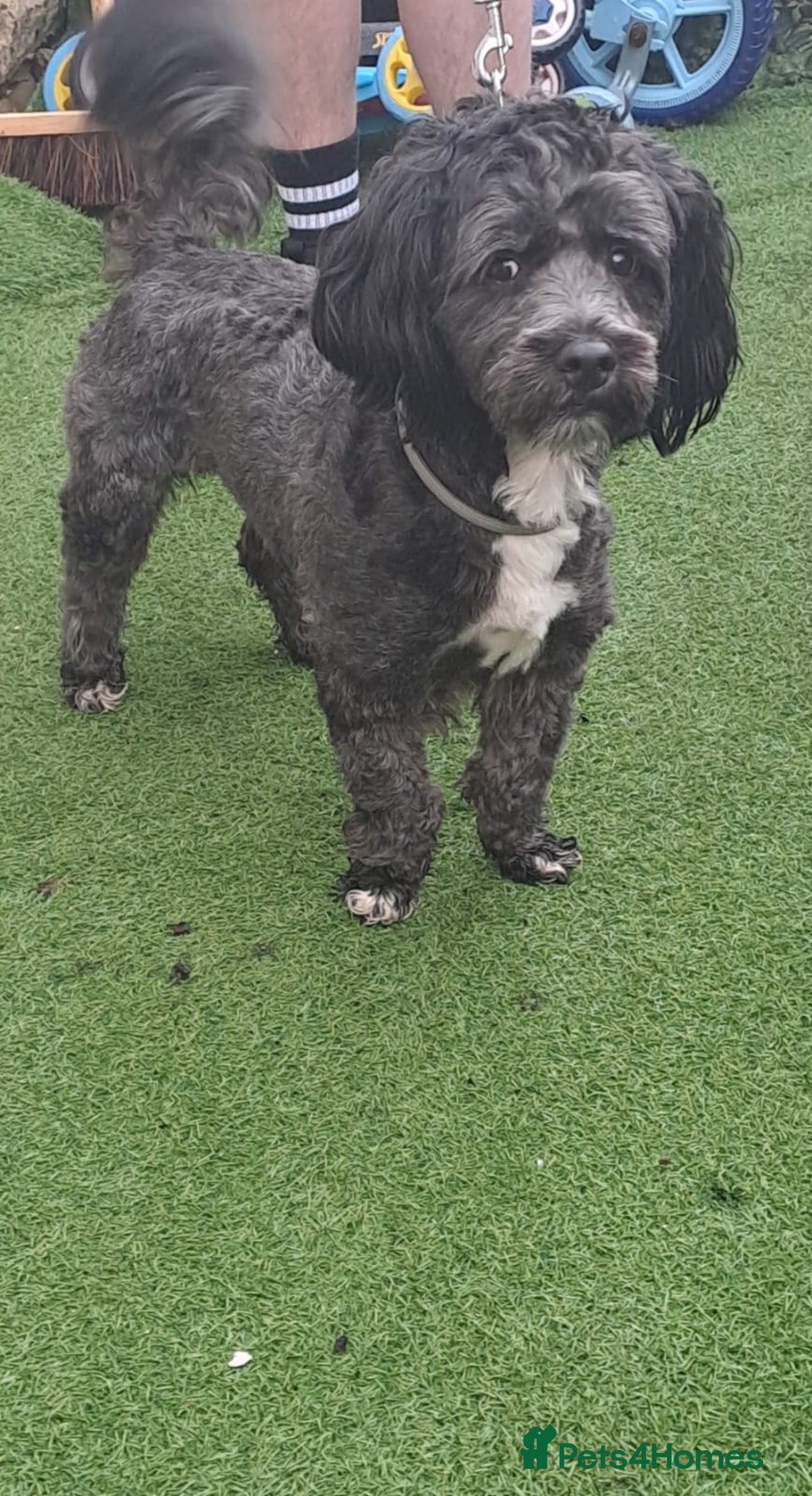 Lhasapoo dogs for sale: Beautiful lhasapoo boy  - Advert 7