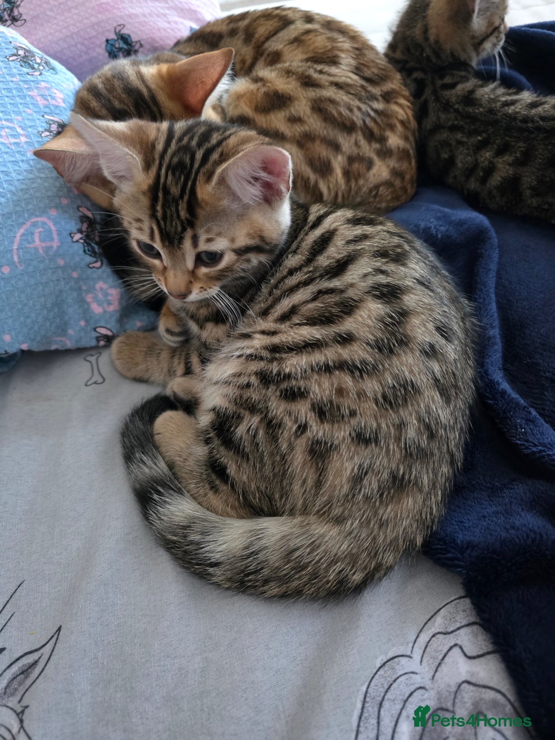 Bengal cats for sale: Beautiful bengal cross kittens - Advert 2