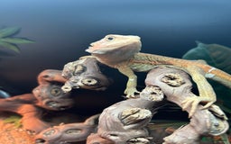 Bearded Dragon reptiles for sale: Bearded dragon  - Image 5
