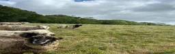 Sheep livestock for sale: Valais Blacknose x Jacob Ewe Lamb in Bexhill-on-Sea - Advert 3