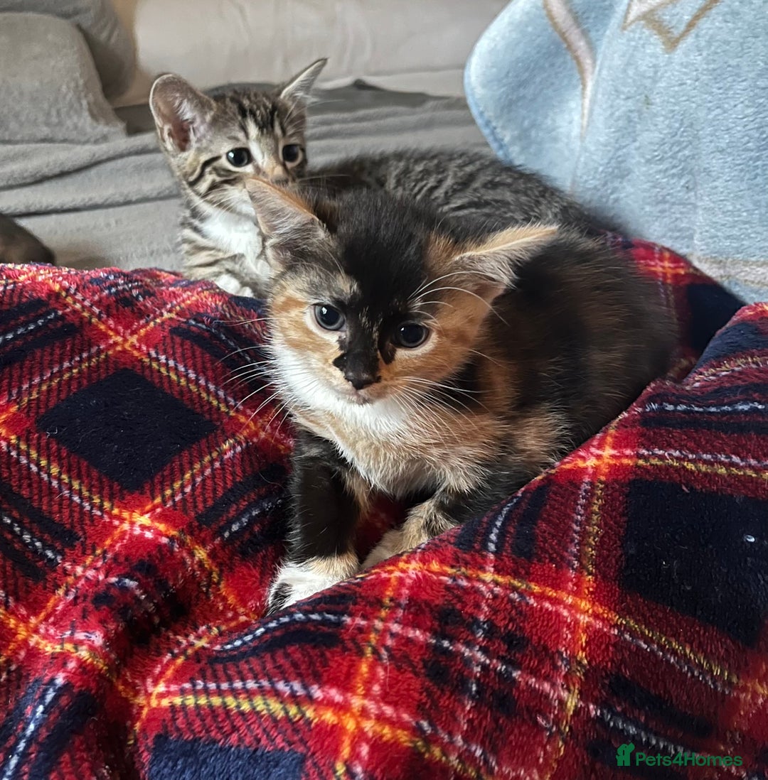 Mixed Breed cats for sale: 4 beautiful kittens looking for new homes  - Advert 11