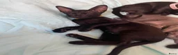Oriental cats for sale: 7 stunning oriental kittens available now - Advert 17