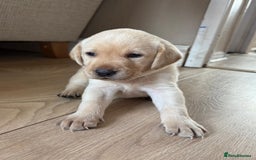 Labrador Retriever dogs for sale: Beautiful litter of kc registered labrador  - Image 23