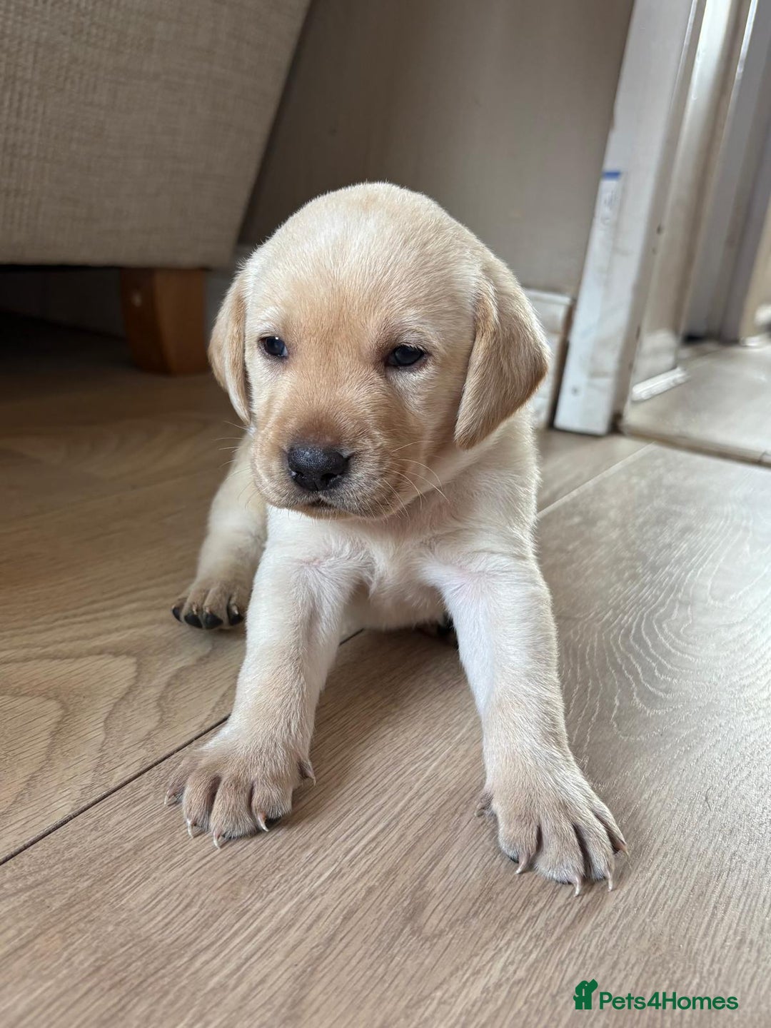 Labrador Retriever dogs for sale: Beautiful litter of kc registered labrador  - Image 23