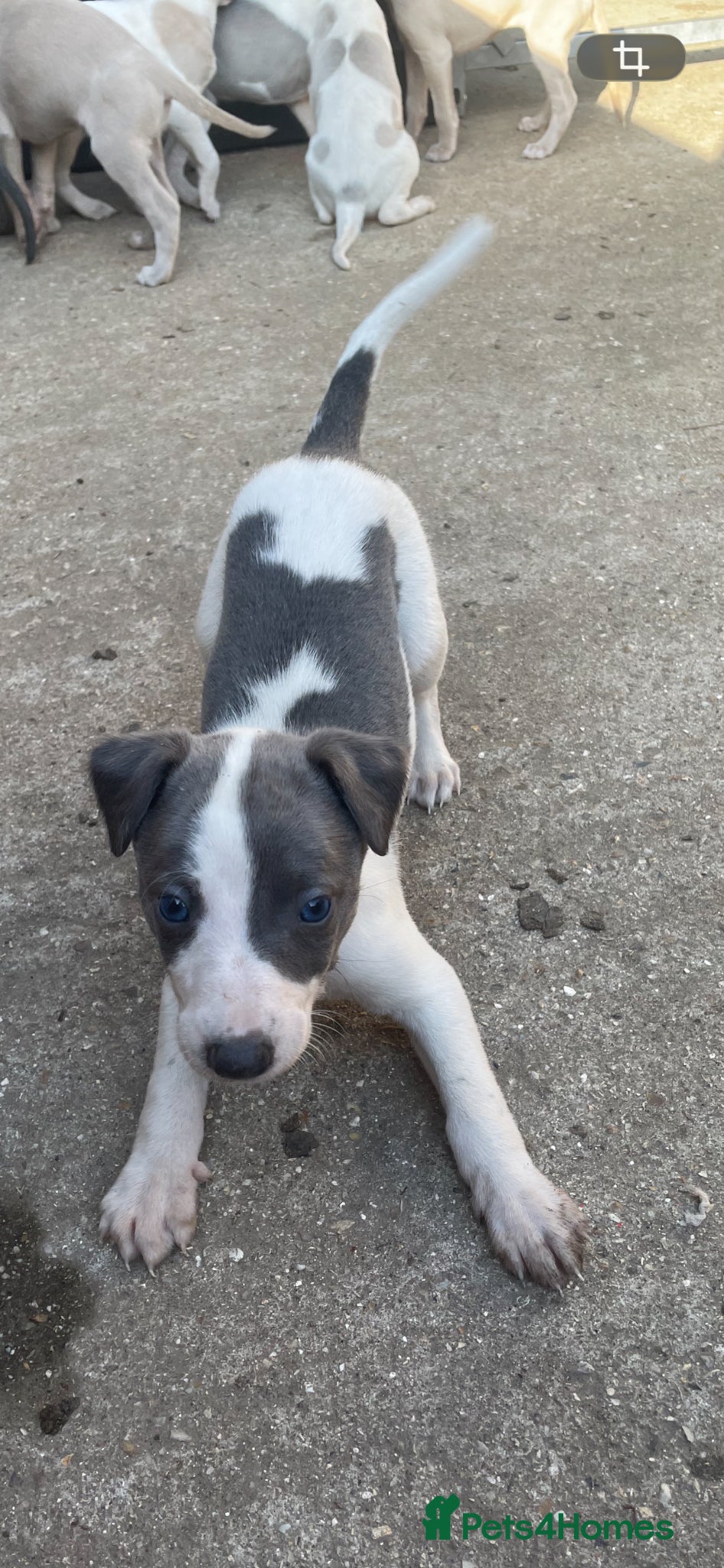 Whippet dogs Whippet Puppies for sale  - Advert 2