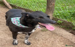 Mixed Breed dogs for adoption: 💖🐶 CARMEN 🐶💖 - Image 13