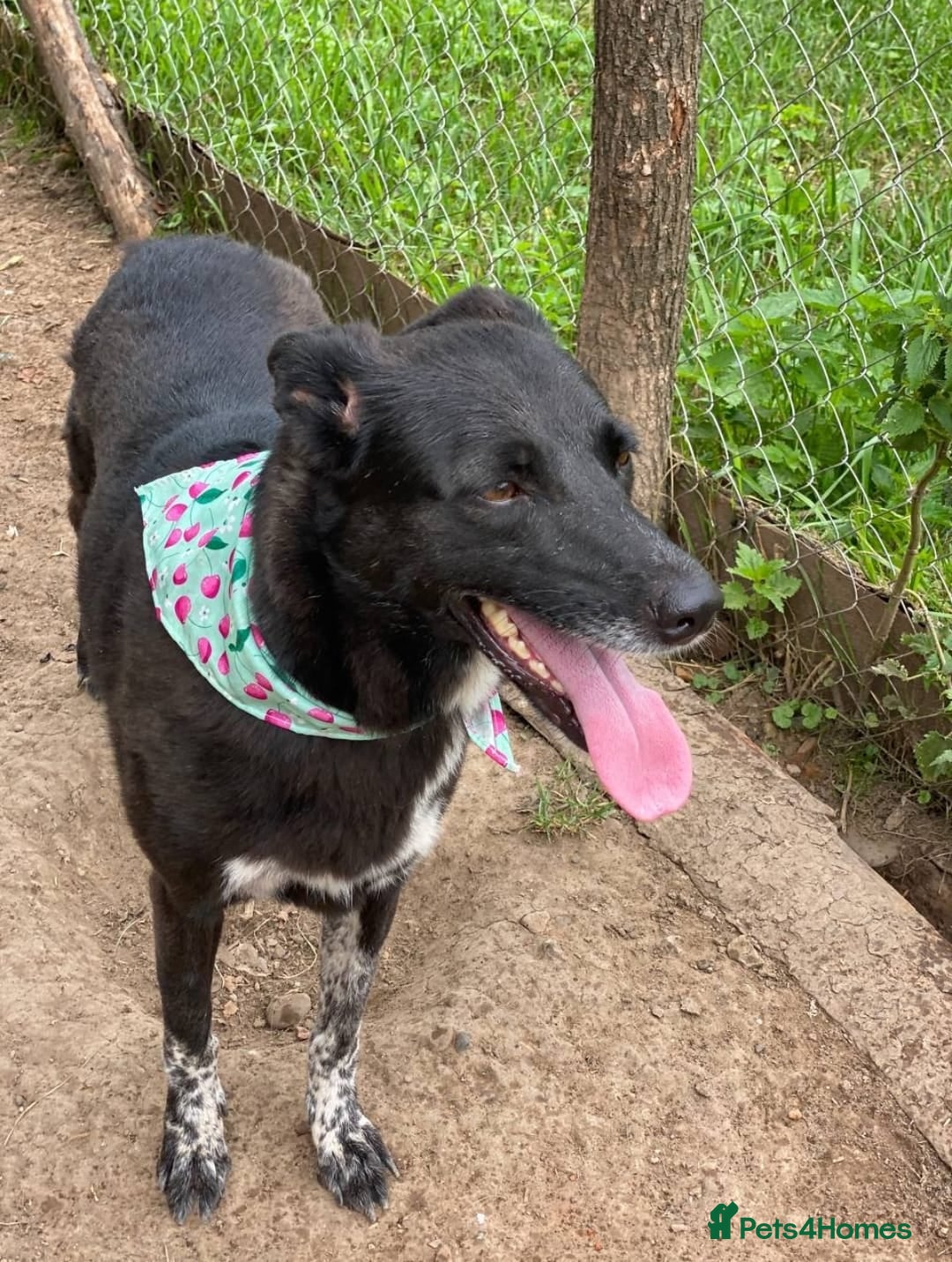 Mixed Breed dogs for adoption: 💖🐶 CARMEN 🐶💖 - Image 13