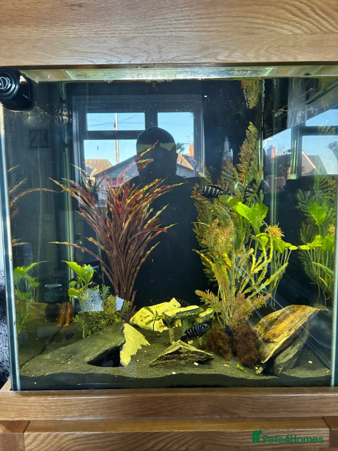 Cichlids fish for sale: Cichlids complete with tank and accessories  - Advert 3