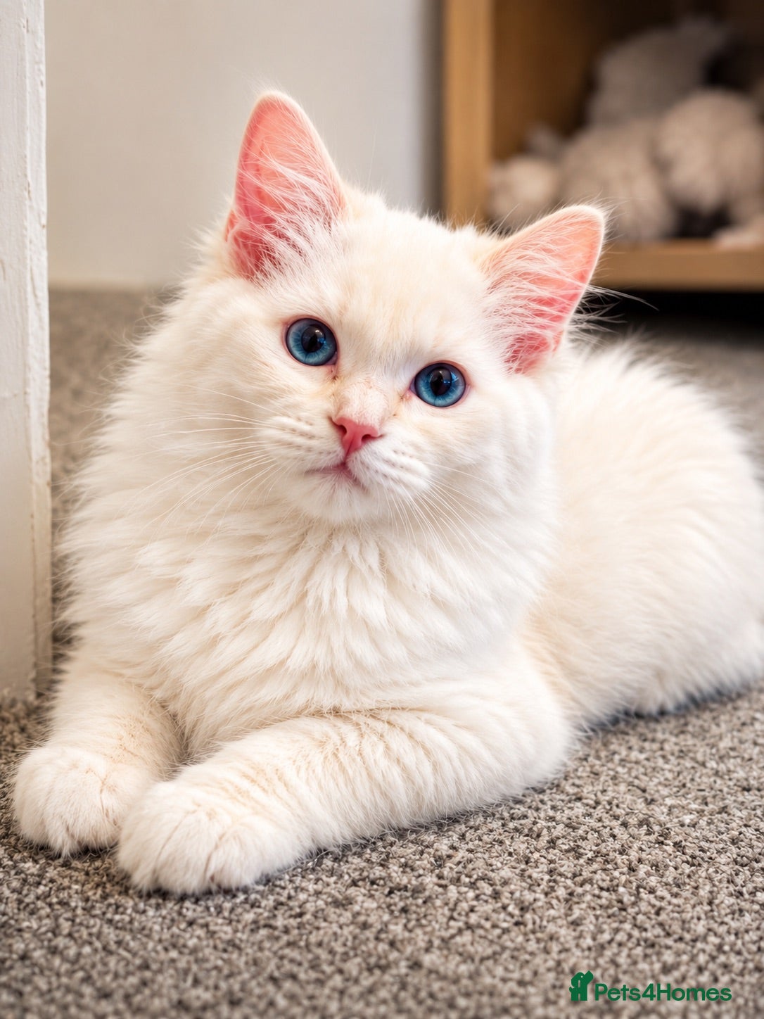 Ragdoll cats     GCCF pedigree  Cream Ragdoll Boy – Ready Now! - Advert 1