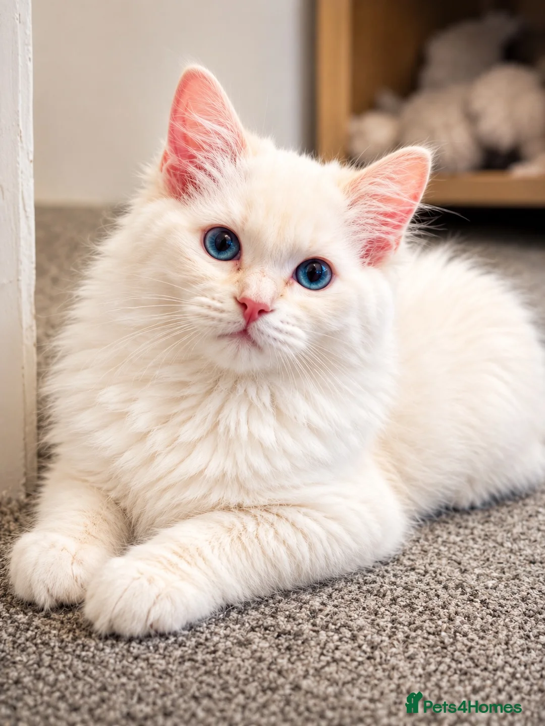 Ragdoll cats for sale:     GCCF pedigree  Cream Ragdoll Boy – Ready Now! - Advert 1