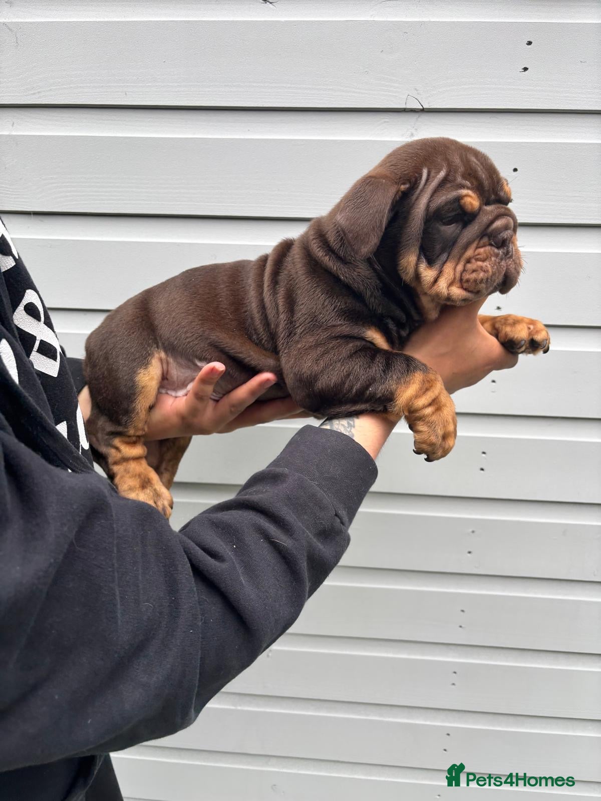English Bulldog dogs for sale:  English Bulldogs DWKC 🧬🏆 Final reduction! - Advert 12
