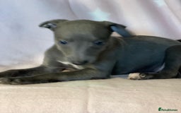Whippet dogs for sale: Blue whippet puppies for sale - Image 5