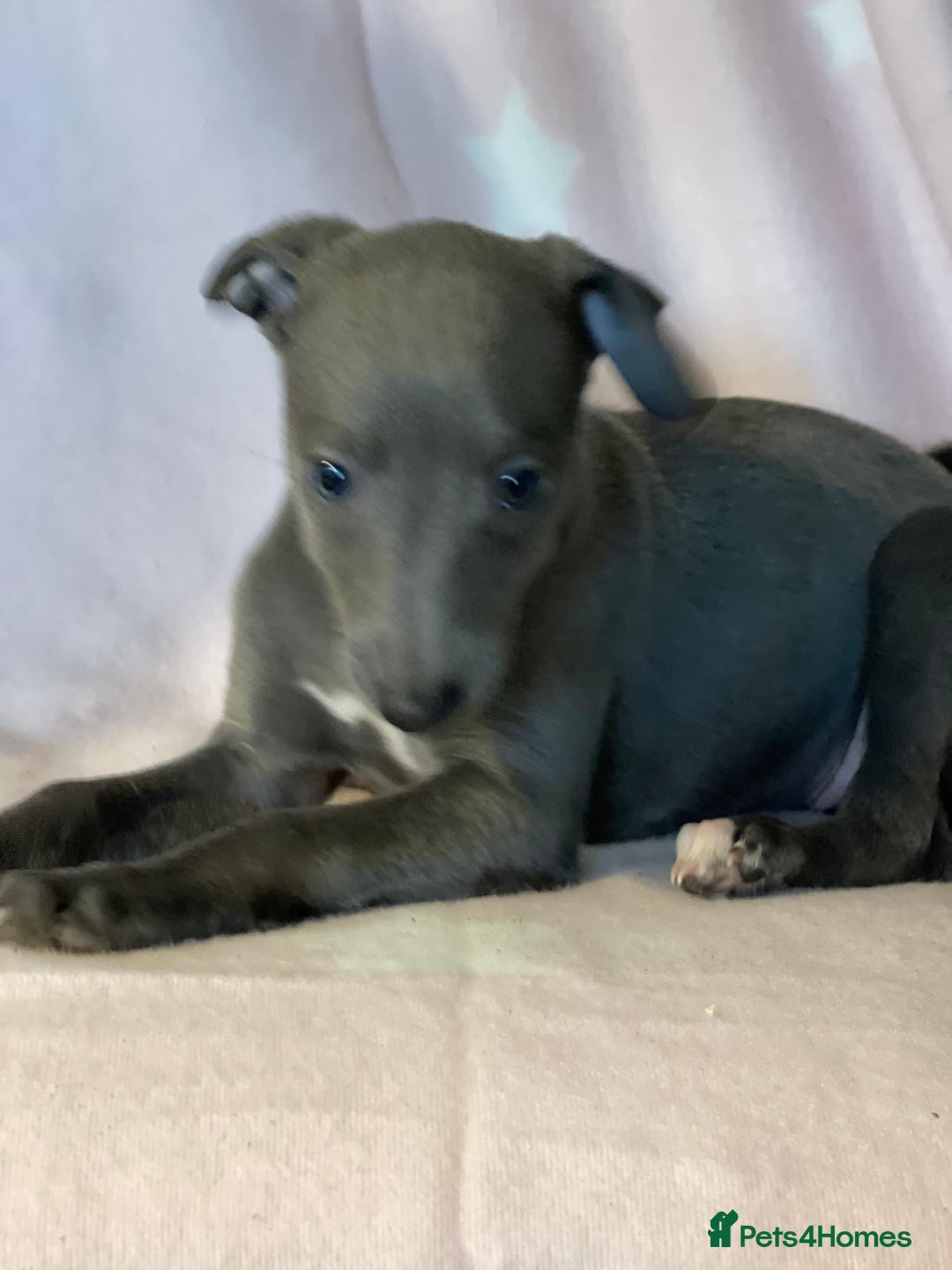 Whippet dogs for sale: Blue whippet puppies for sale - Image 5