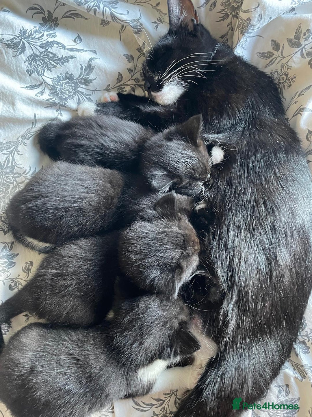 Mixed Breed cats for sale: Beautiful kittens - Image 7