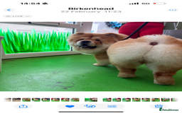 Chow Chow dogs for stud: 🐾 Simba – The Ultimate Cinnamon Teddy Bear! 🏆 - Image 6