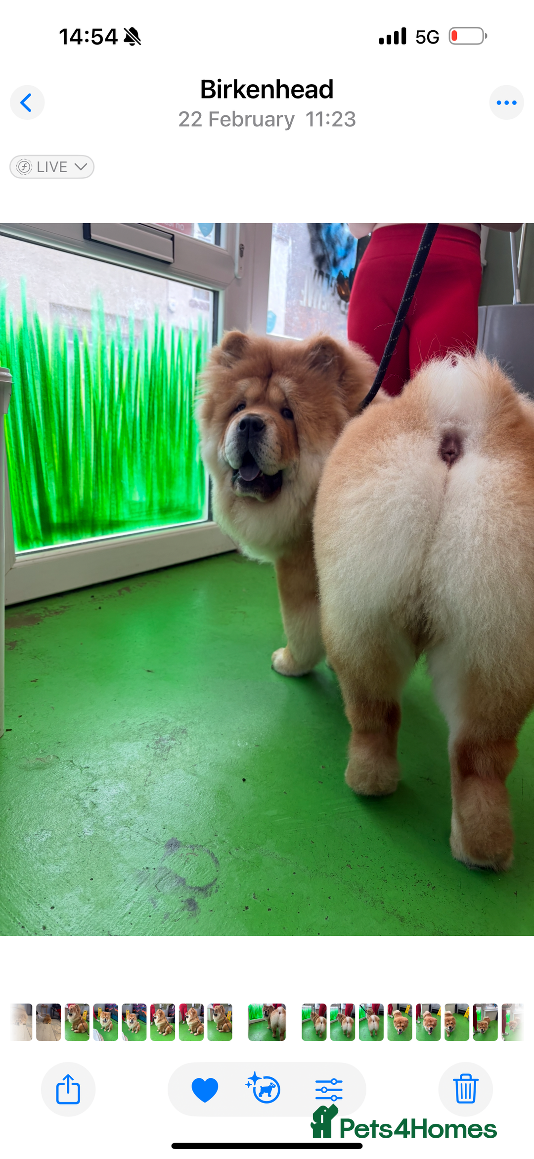 Chow Chow dogs for stud: 🐾 Simba – The Ultimate Cinnamon Teddy Bear! 🏆 - Image 6