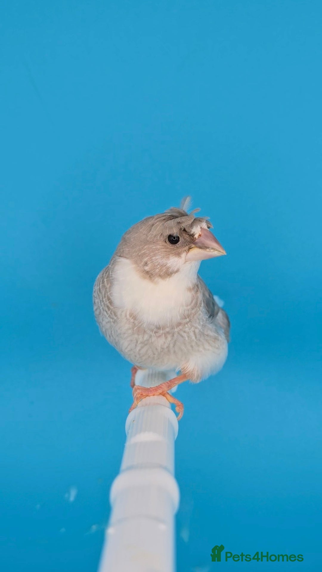 Finches birds for sale: Bengalese finches  - Advert 3