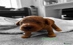 Cockapoo dogs for sale: ⭐️Exceptional litter - Cockapoo F1BB⭐️ - Image 25