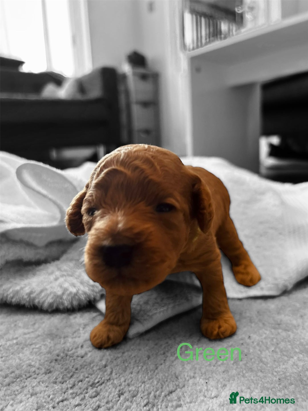 Cockapoo dogs for sale: ⭐️Exceptional litter - Cockapoo F1BB⭐️ - Image 25