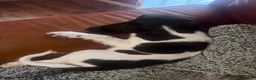 English Springer Spaniel dogs for sale: 2 beautiful liver and white girls  - Advert 6
