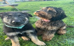German Shepherd dogs for sale: Kenobi - 6 month old Male German Shepherd - Image 18