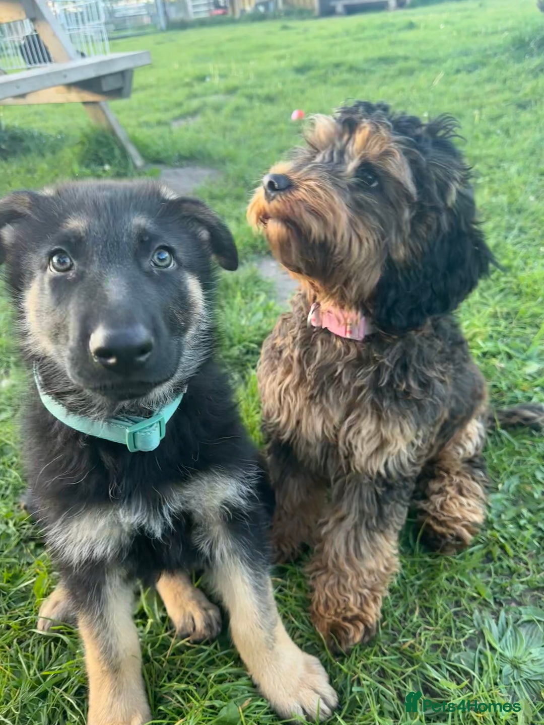 German Shepherd dogs for sale: Kenobi - 6 month old Male German Shepherd - Image 18