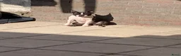 Boston Terrier dogs for stud: Boston Terriers for Stud  - Advert 10