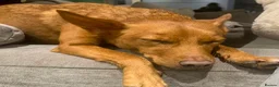 Mixed Breed dogs for adoption: Rusty - Foster or Forever home wanted! - Advert 9